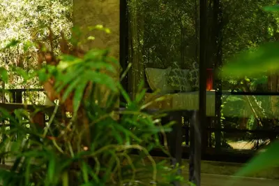 a green plant in front of a window at Annie Meen's place Koh Yao Noi in Ko Yao Noi