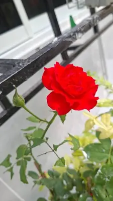 a red rose in a vase next to a plant at Suwita House in Nai Yang Beach