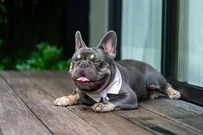 a dog wearing a tie laying on a deck at Anantara Layan Phuket Resort in Layan Beach