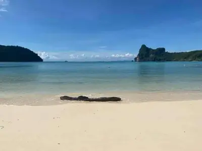 a dead animal laying on a sandy beach at Dalum Beachhouse in Phi Phi Don