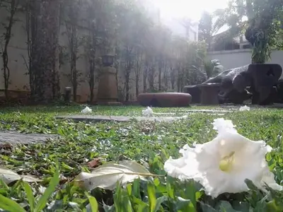a white flower sitting in the grass in a yard at Green House Phuket in Ban Pa Khlok