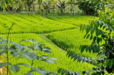 a path through a field of green crops at Kunna House in Ko Yao Noi