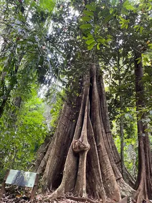 a large tree with its roots in the forest at Hunny Home in Ko Yao Noi