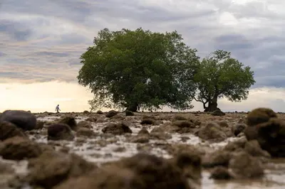 two trees in the middle of a field with rocks at Anodard Phuket, Nai Yang Beach in Thalang