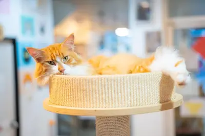 an orange and white cat laying in a basket at Patong Beach Side Hotel in Patong Beach