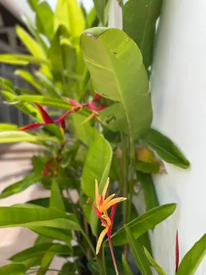a yellow and red flower on a plant with green leaves at Lotus House in Ban Lo Long