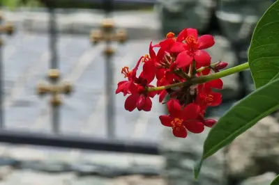 a red flower in front of a cemetery at F1 The Title Residencies Naiyang Phuket 1 Floor 1 Bdr in Nai Yang Beach